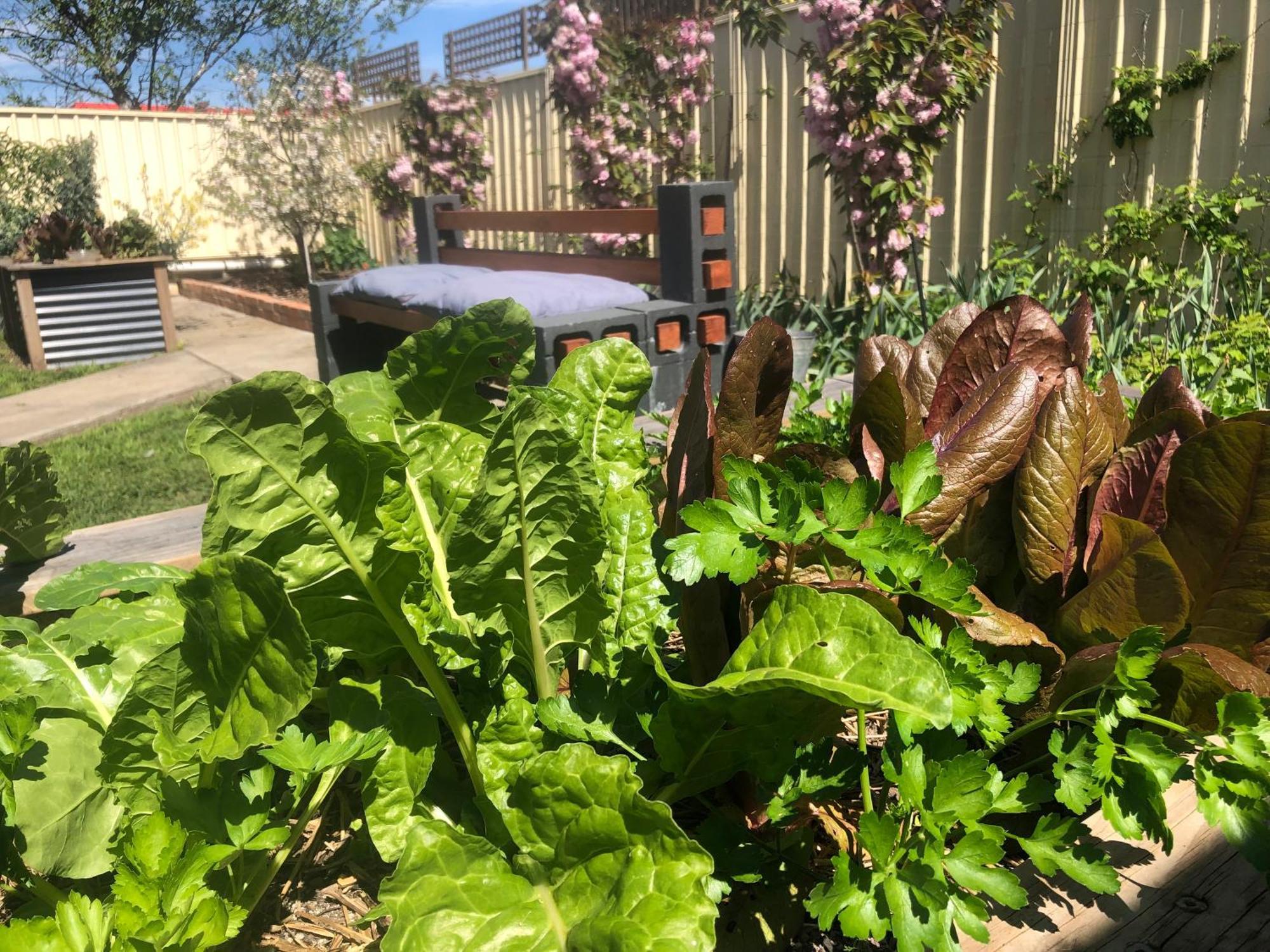 Lovely Budget Vegan Homestay Launceston Kültér fotó