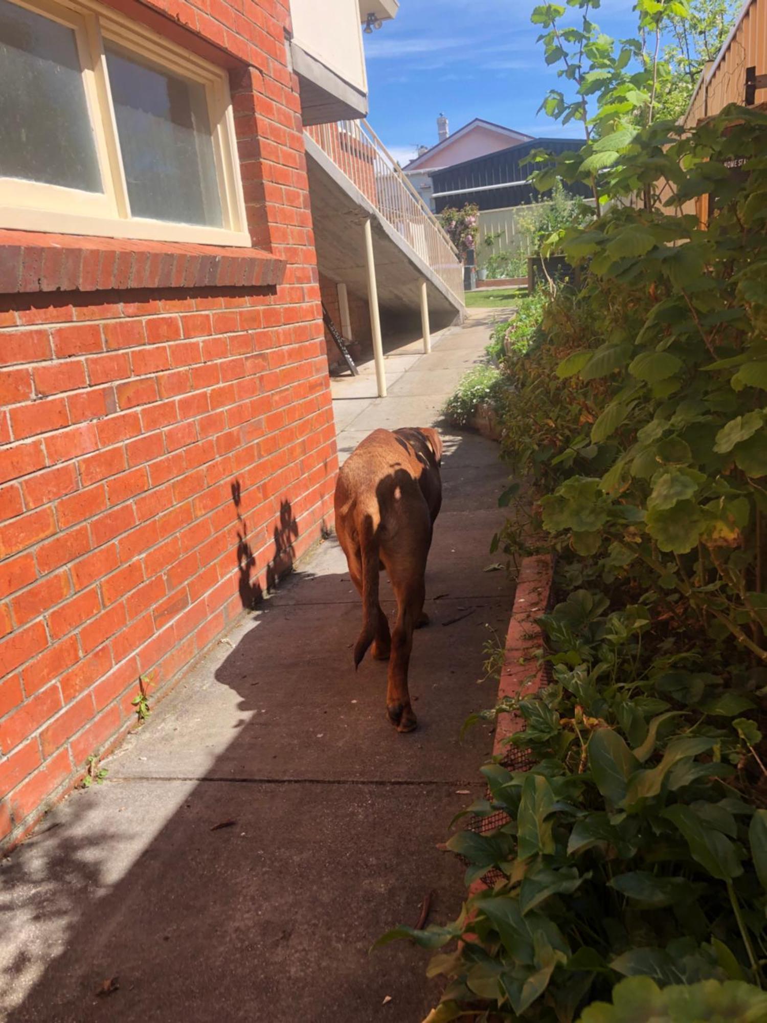 Lovely Budget Vegan Homestay Launceston Kültér fotó